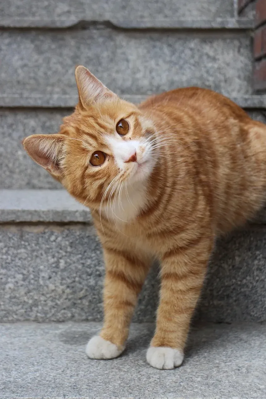 Melhores Raças de Gatos para o Exterior: Um Guia Completo