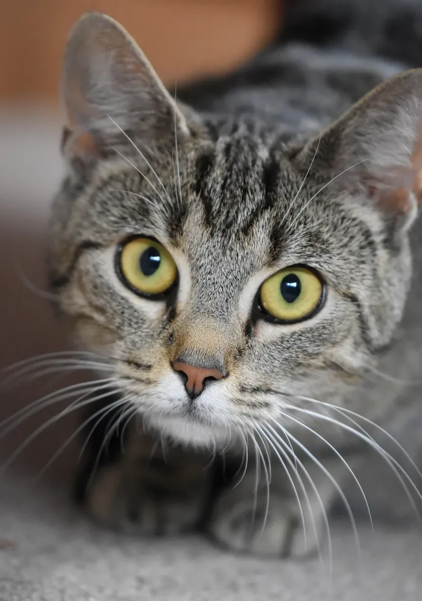 Melhores Raças de Gatos para o Exterior: Um Guia Completo