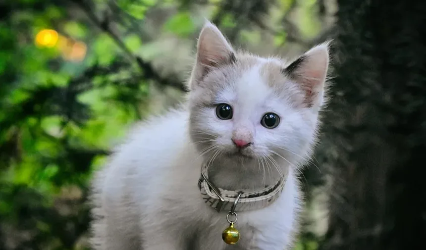 Melhores Raças de Gatos para o Exterior: Um Guia Completo