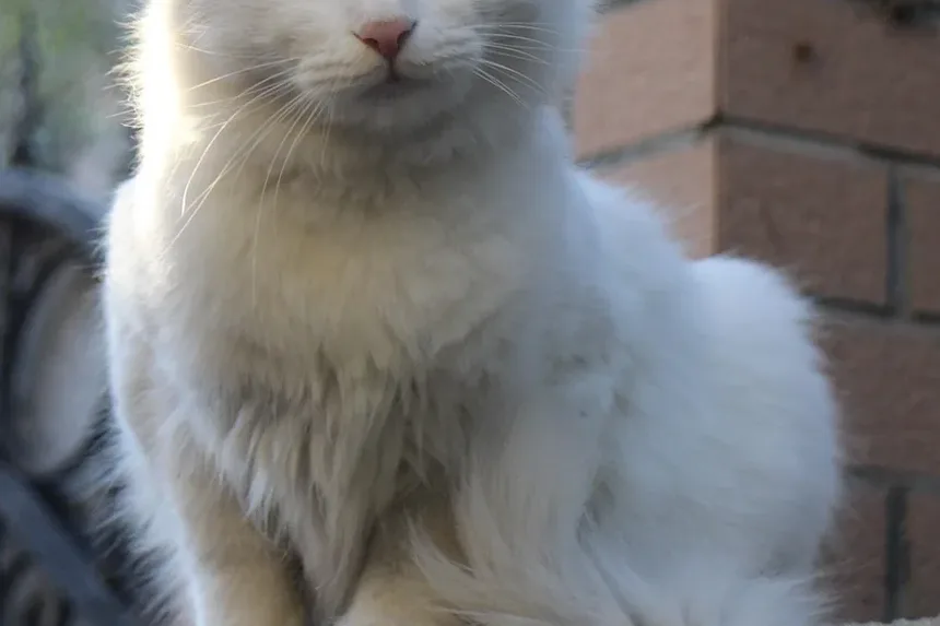 Melhores Raças de Gatos para o Exterior: Um Guia Completo