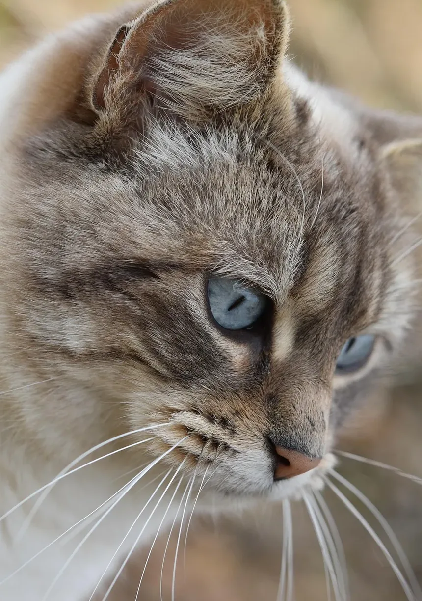 Melhores Raças de Gatos para Pessoas com Ansiedade
