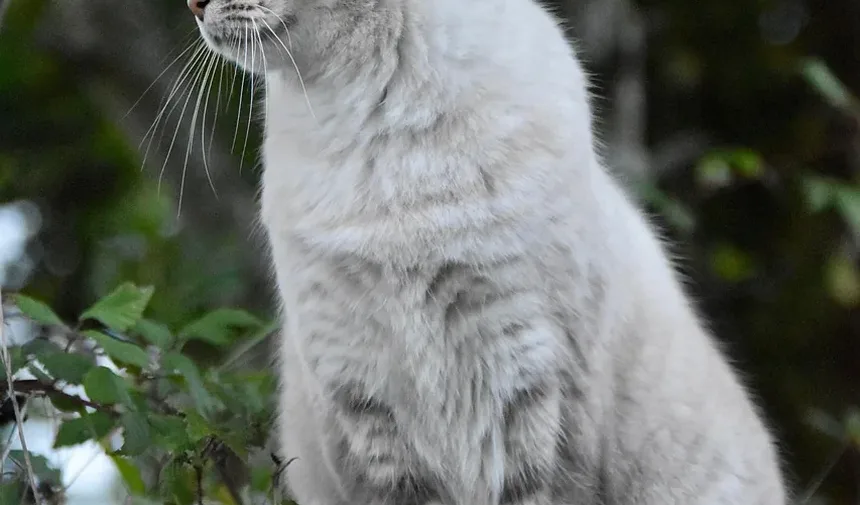 Melhores Raças de Gatos para Pessoas com Ansiedade