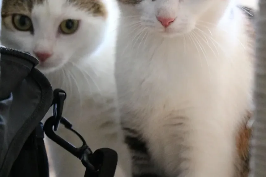 Melhores Raças de Gatos para Pessoas com Ansiedade