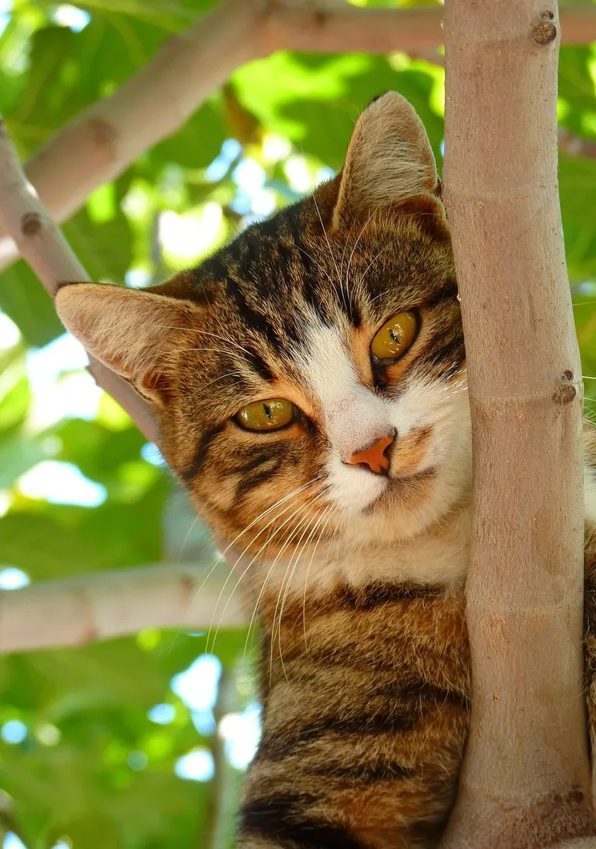 Melhores Raças de Gatos para Controle de Pragas