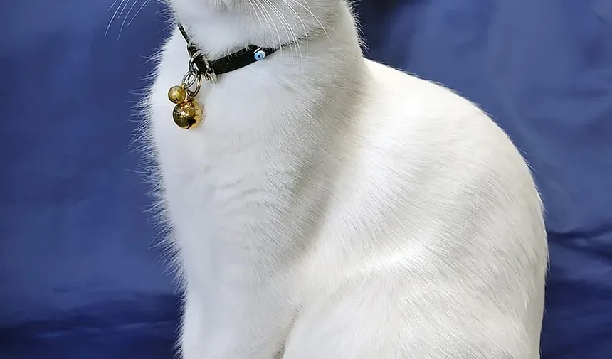 Melhores Raças de Gatos para Controle de Pragas