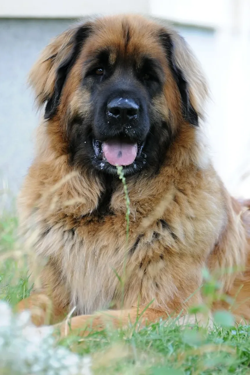 Melhores Raças de Cães para Pessoas com Alergias