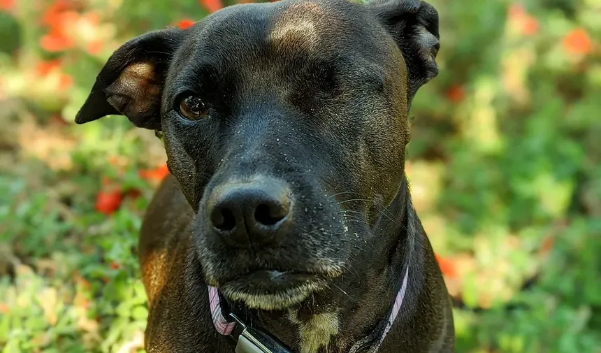 Melhores Raças de Cães para Pessoas com Alergias