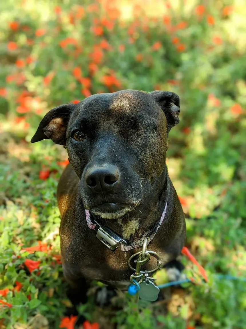 Como Posso Ajudar Meu Cão a Se Recuperar da Gastroenterite?