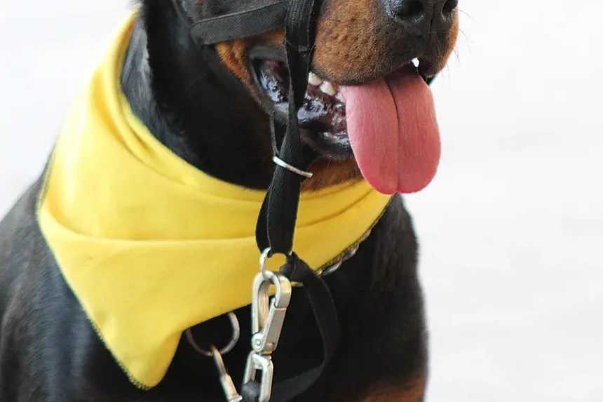Como Posso Ajudar Meu Cão a Se Recuperar da Gastroenterite?