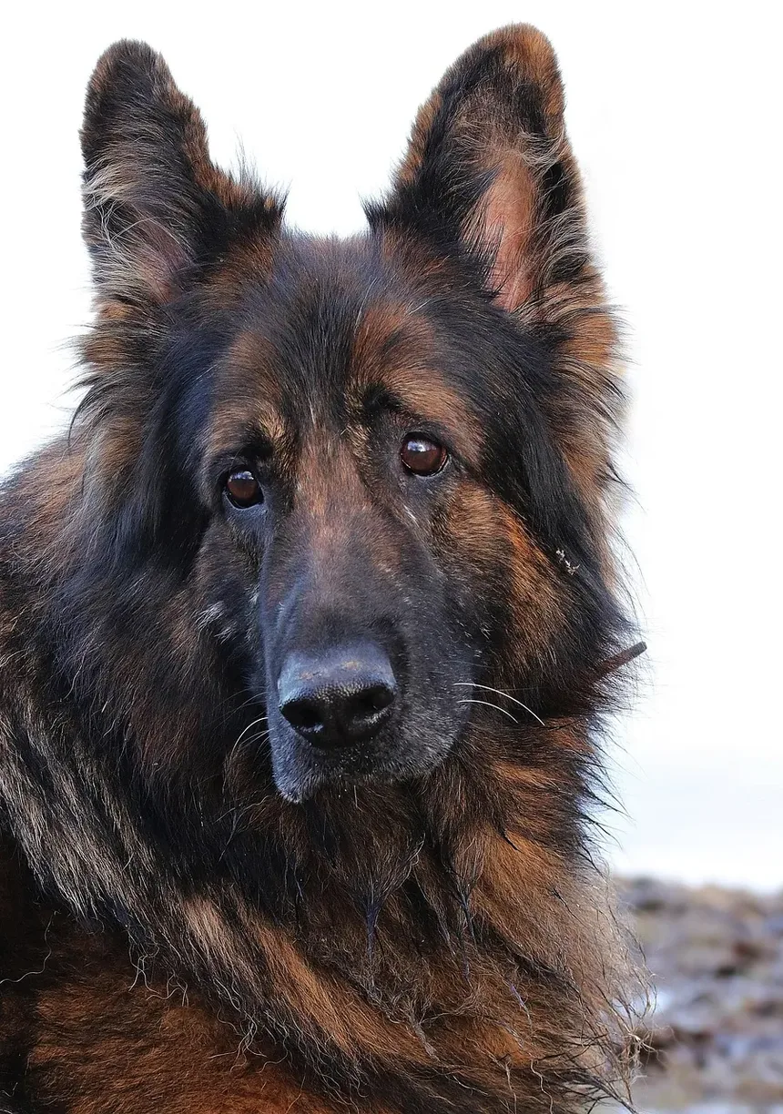 Como Deixar um Cão Saudável Novamente: Um Guia Completo