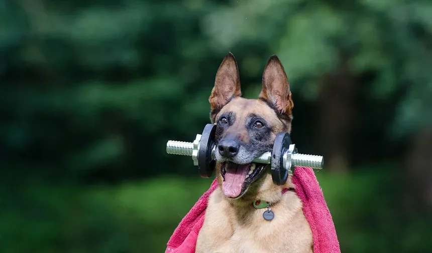 Como Deixar um Cão Saudável Novamente: Um Guia Completo