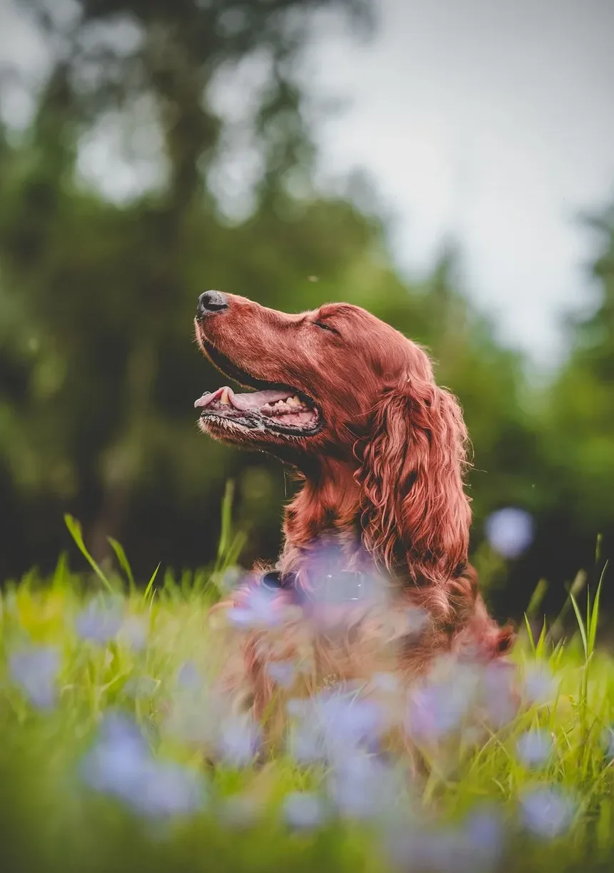 Como Ajudar um Cão a Cicatrizar Mais Rápido: Um Guia Completo
