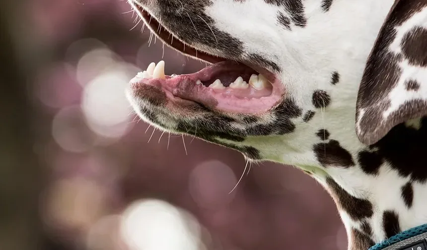 Como Ajudar um Cão a Cicatrizar Mais Rápido: Um Guia Completo