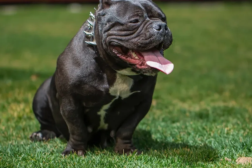 Como Ajudar um Cão a Cicatrizar Mais Rápido: Um Guia Completo
