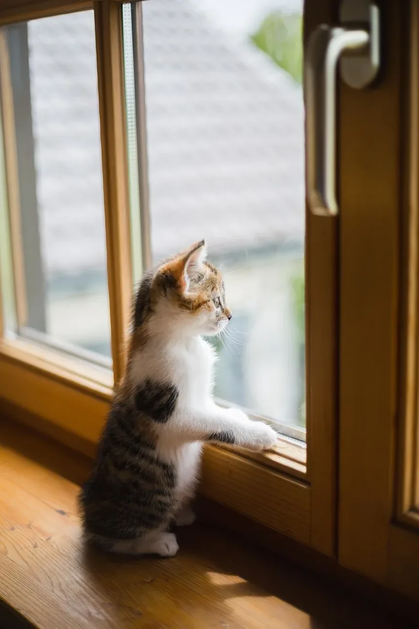 Como Prevenir a Doença de Lyme em Gatos: Um Guia Completo