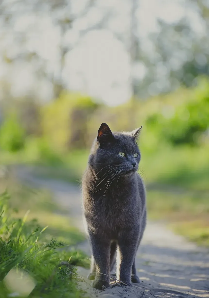 Como Prevenir a Doença de Lyme em Gatos: Um Guia Completo