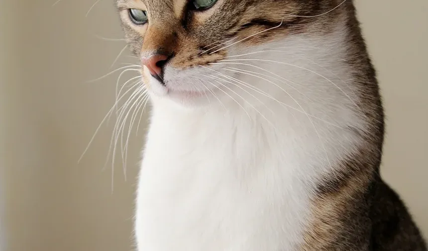Como Prevenir a Doença de Lyme em Gatos: Um Guia Completo