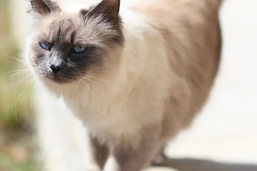 Como Prevenir a Doença de Lyme em Gatos: Um Guia Completo