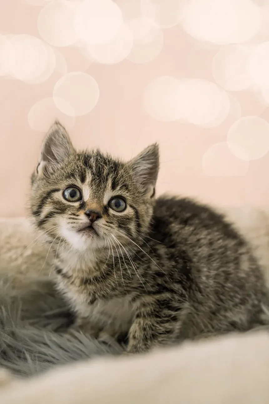 Como Prevenir Doenças da Tireoide em Gatos