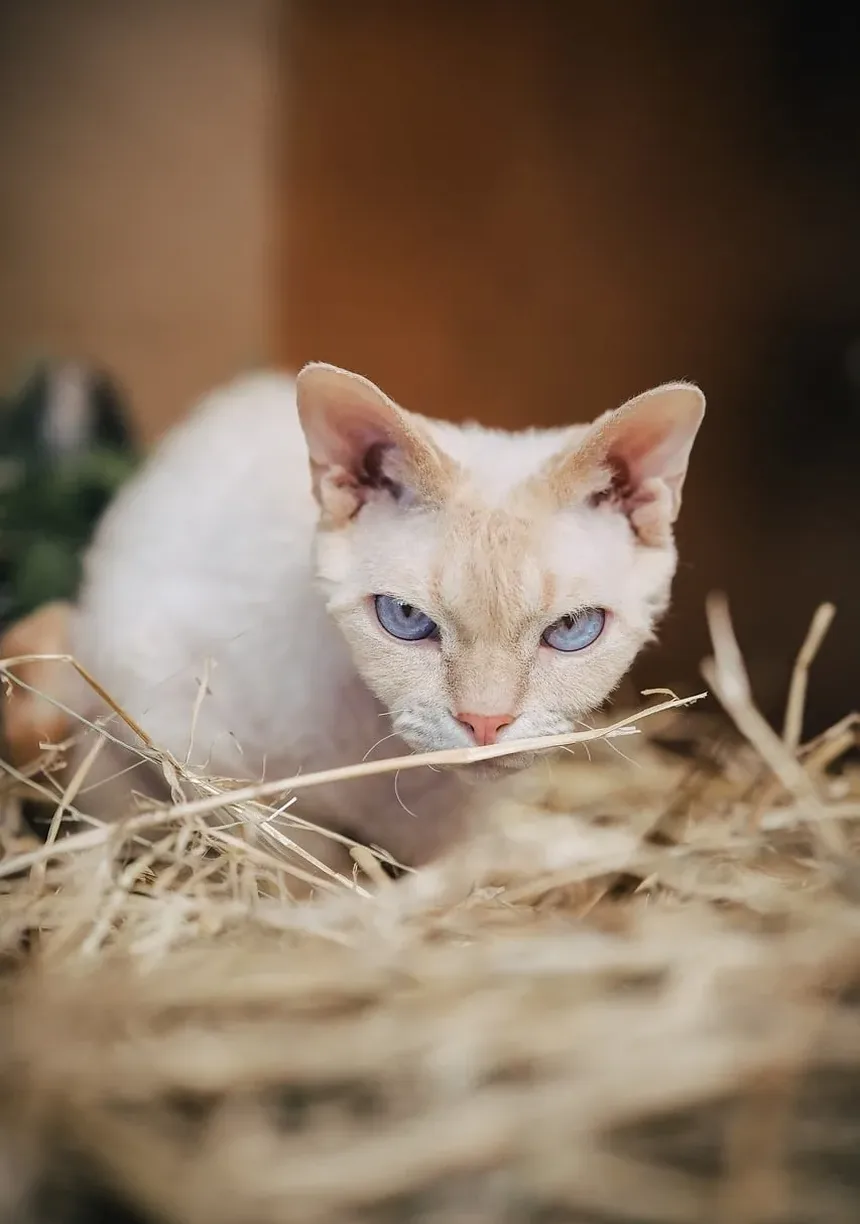 Como Prevenir Doenças da Tireoide em Gatos