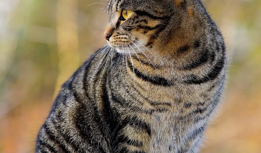 Como Prevenir Doenças da Tireoide em Gatos