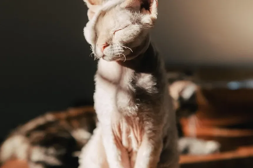Como Prevenir Doenças da Tireoide em Gatos