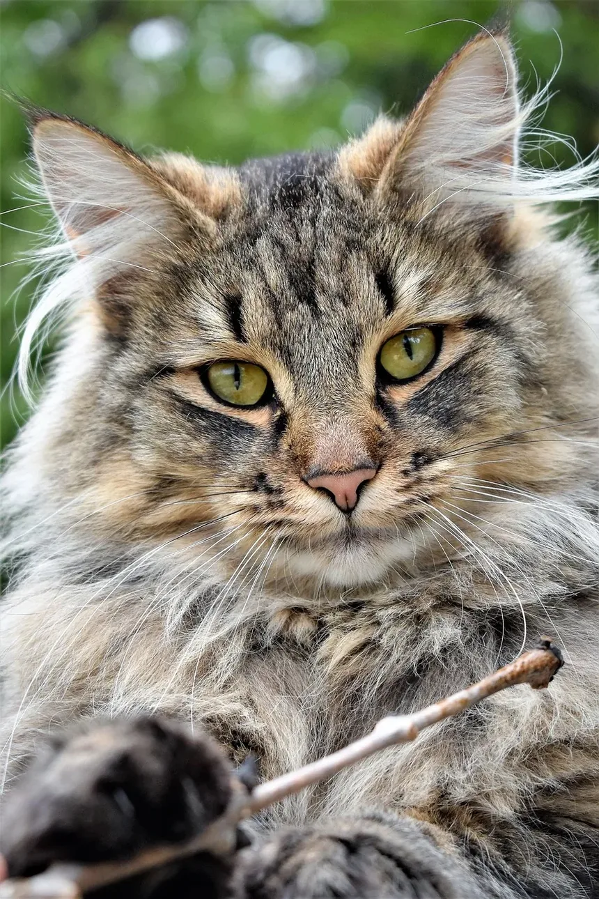Como Prevenir a Doença Vestibular em Gatos