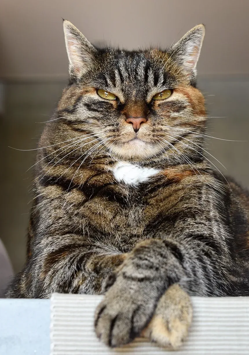 Como Prevenir a Doença Vestibular em Gatos