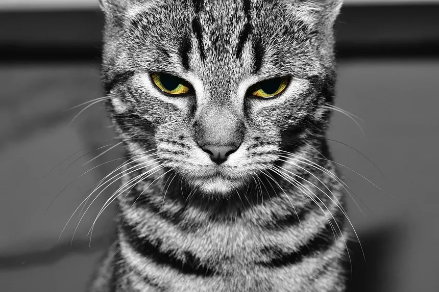 Como Prevenir a Doença Vestibular em Gatos