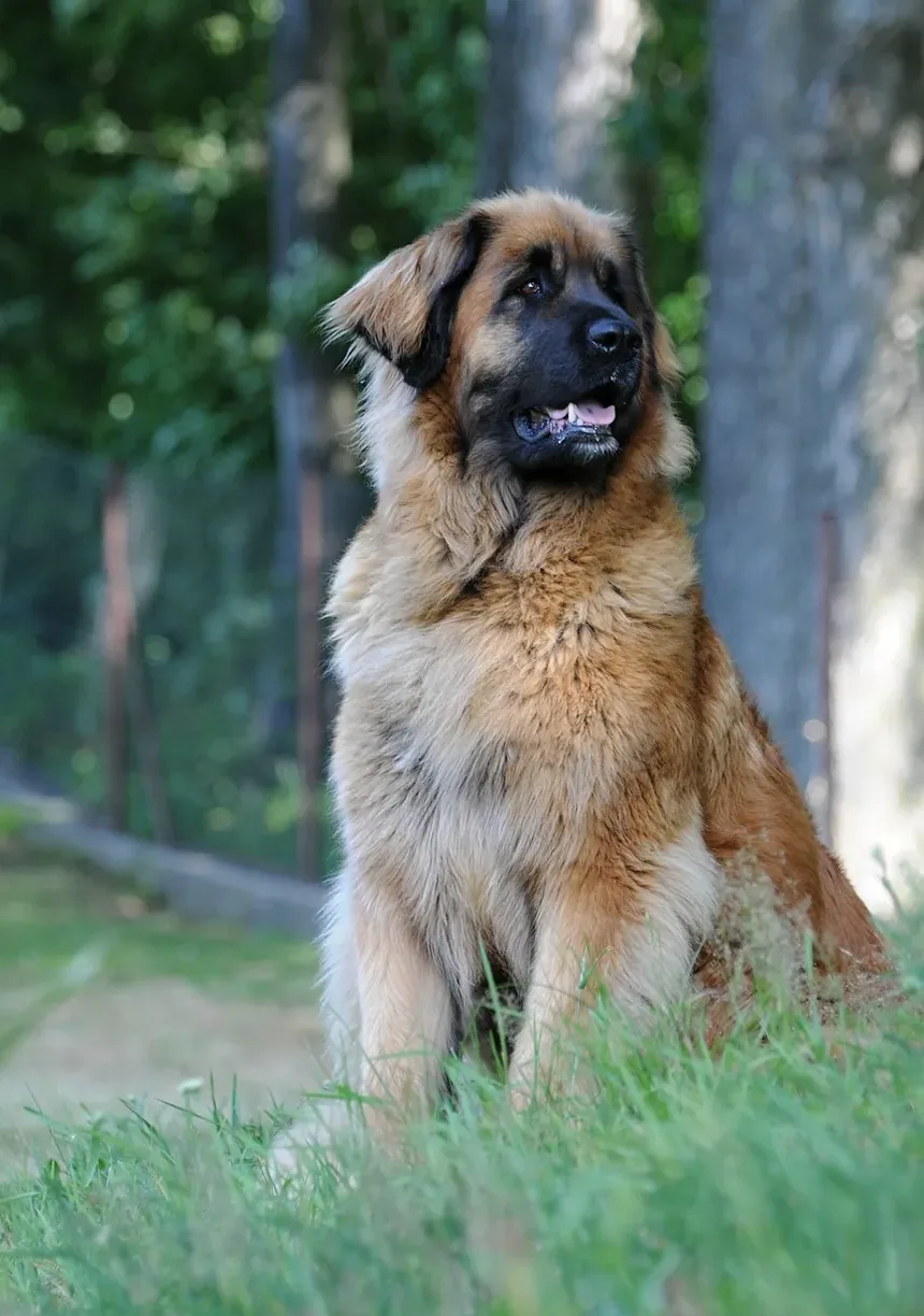 Remédios Naturais para Problemas de Ouvido em Cães: Um Guia Completo