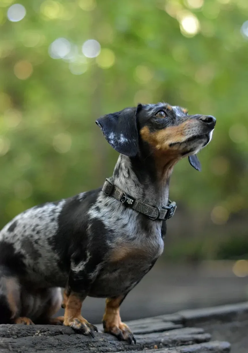 Remédios Naturais para Cães com Problemas Oculares