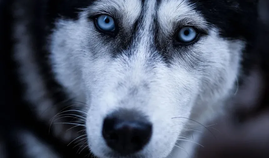 Remédios Naturais para Cães com Problemas Oculares