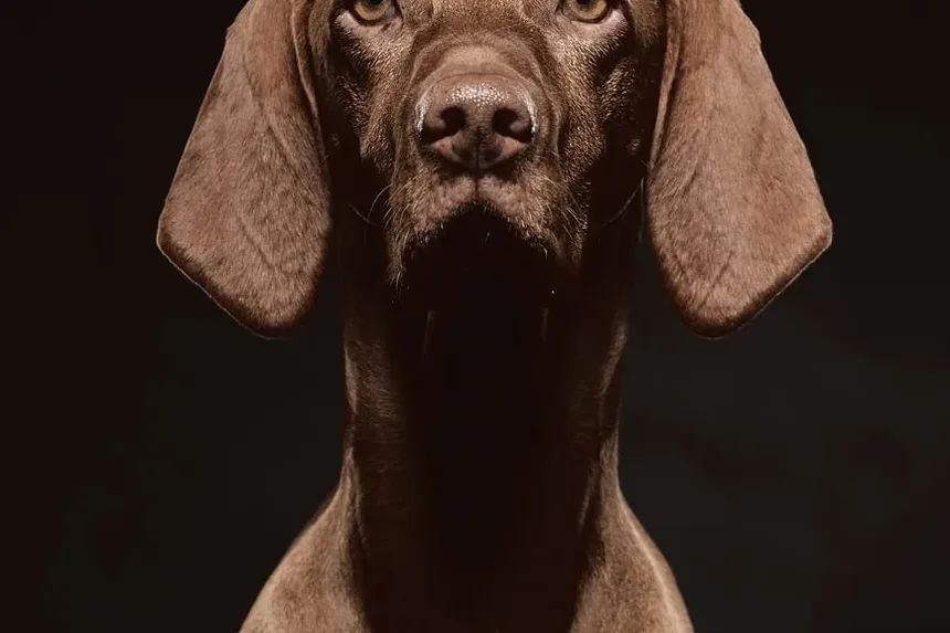 Remédios Naturais para Cães com Problemas Oculares