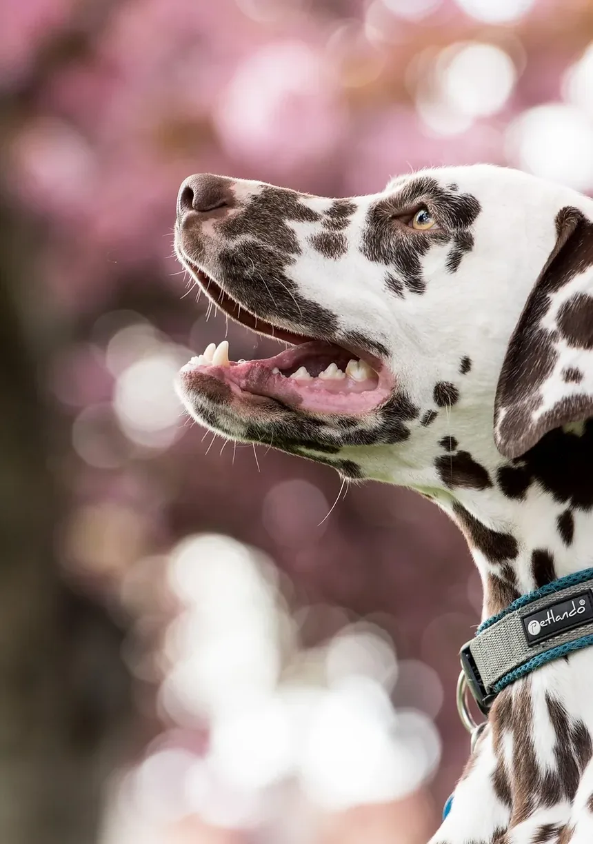 Remédios Naturais para Cães com Problemas de Quadril