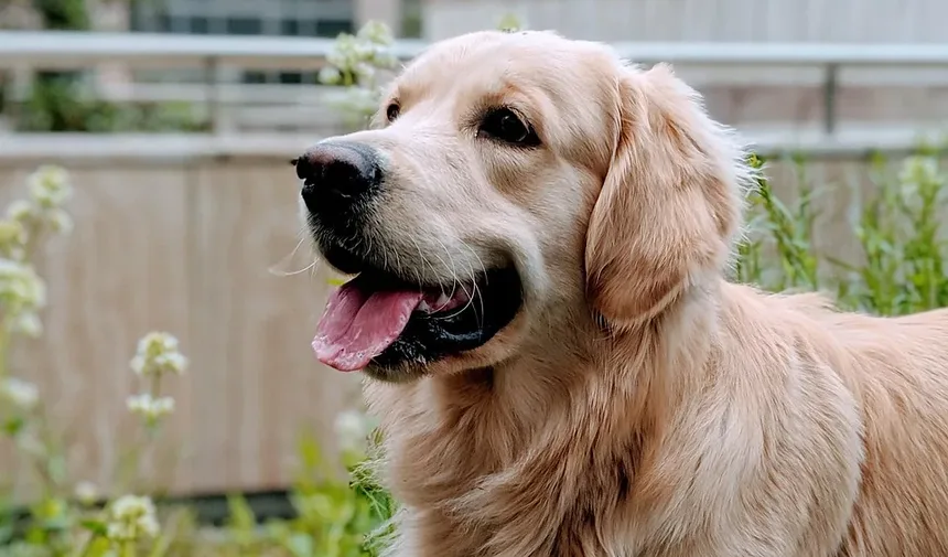 Remédios Naturais para Cães com Problemas de Quadril