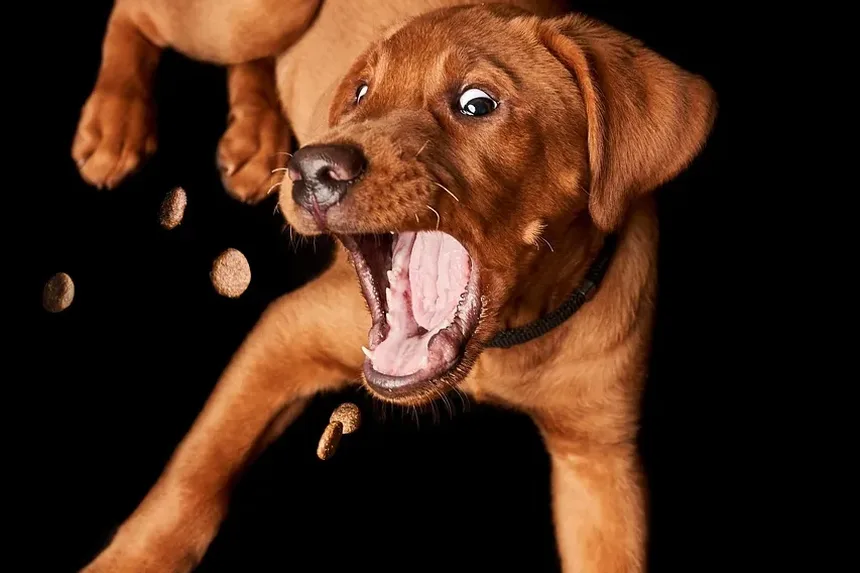 Remédios Naturais para Cães com Problemas de Quadril