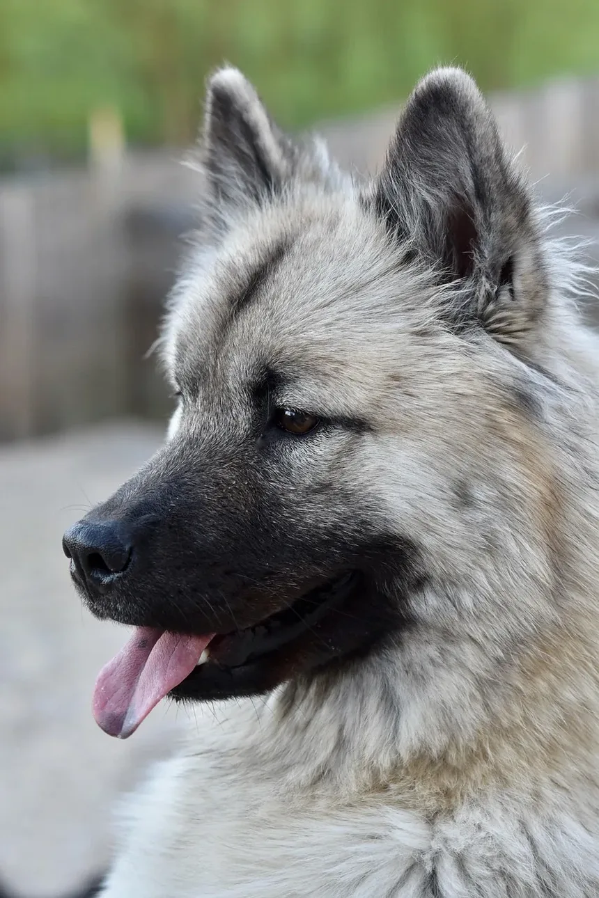 Tratamento Natural para Úlceras Estomacais em Cães: Um Guia Completo