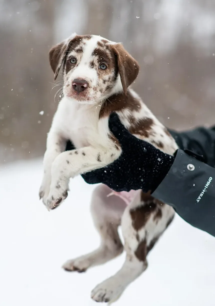 Tratamento Natural para Úlceras Estomacais em Cães: Um Guia Completo