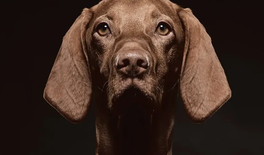 Tratamento Natural para Úlceras Estomacais em Cães: Um Guia Completo
