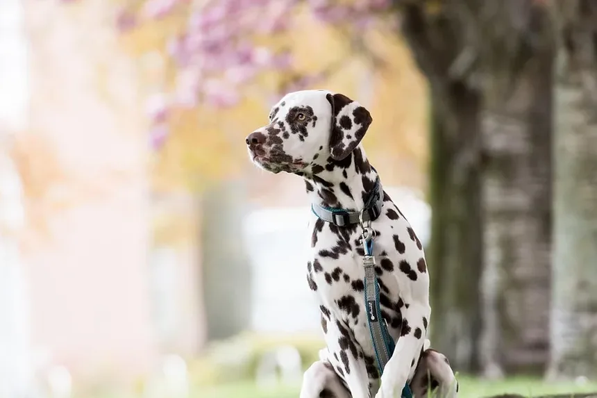 Tratamento Natural para Úlceras Estomacais em Cães: Um Guia Completo