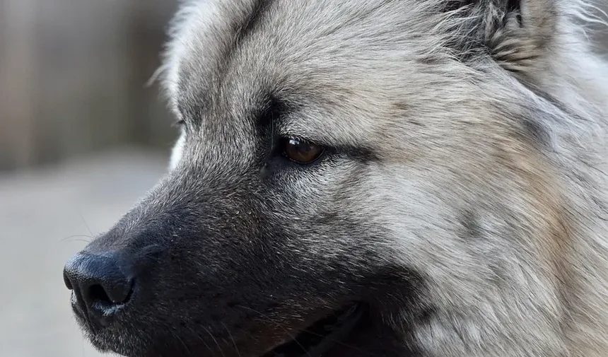 Sinais de Estresse a Longo Prazo em Cães: Compreendendo o Bem-Estar do Seu Pet