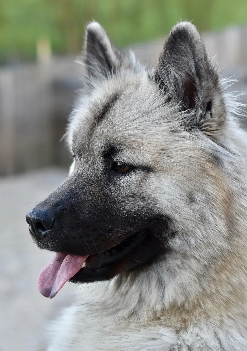 Sinais de Convulsões por Estresse em Cães: Compreendendo os Sintomas e o Manejo