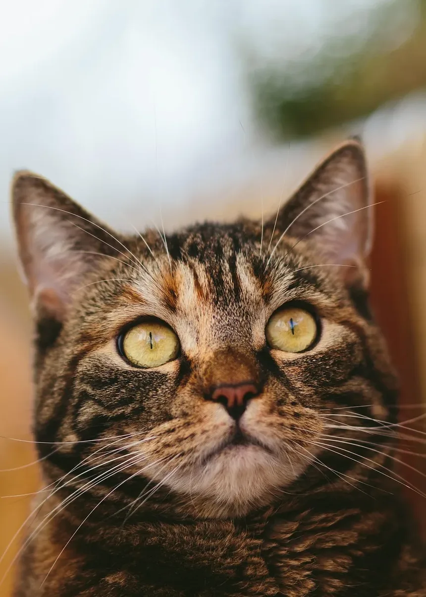 O que causa um gato a continuar vomitando?
