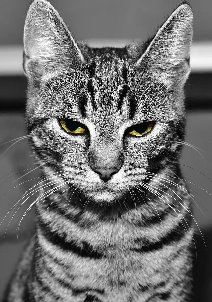 O que causa um gato a continuar vomitando?