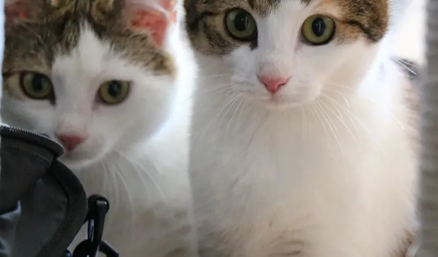 O que causa um gato a continuar vomitando?
