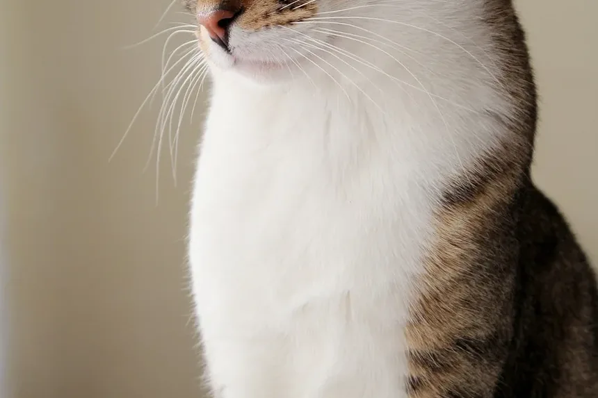 O que causa um gato a continuar vomitando?