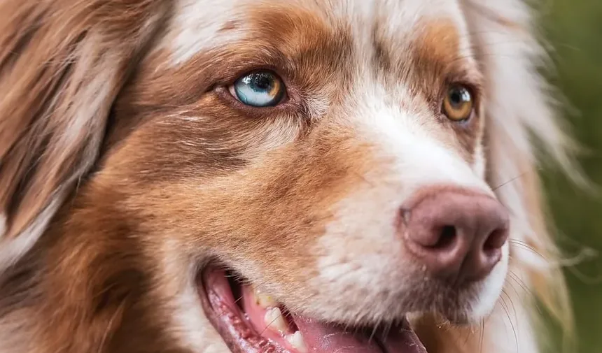 Bocejar como Sinal de Estresse em Cães: Compreendendo o Comportamento