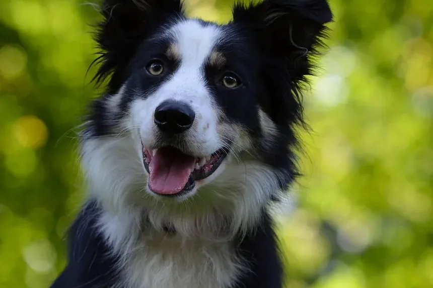 Bocejar como Sinal de Estresse em Cães: Compreendendo o Comportamento